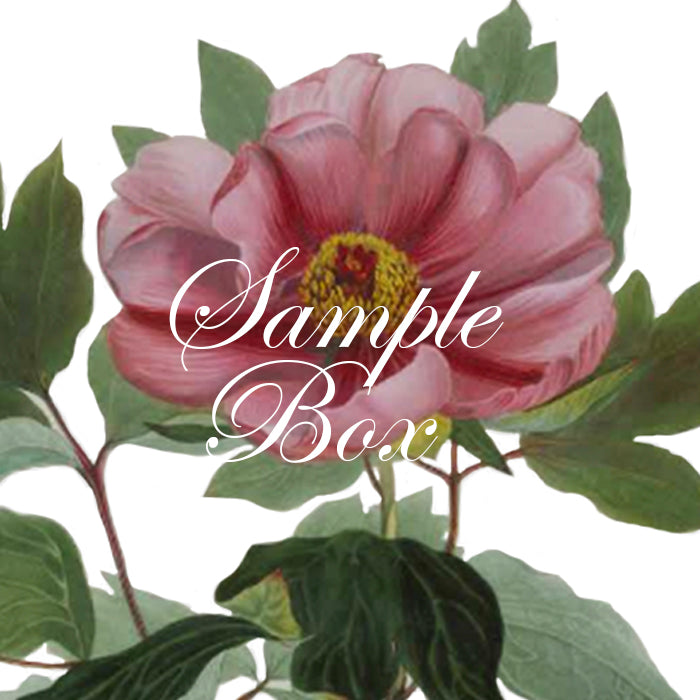 WHOLESALE (Sample Box)