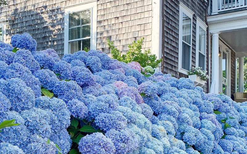 HYDRANGEAS