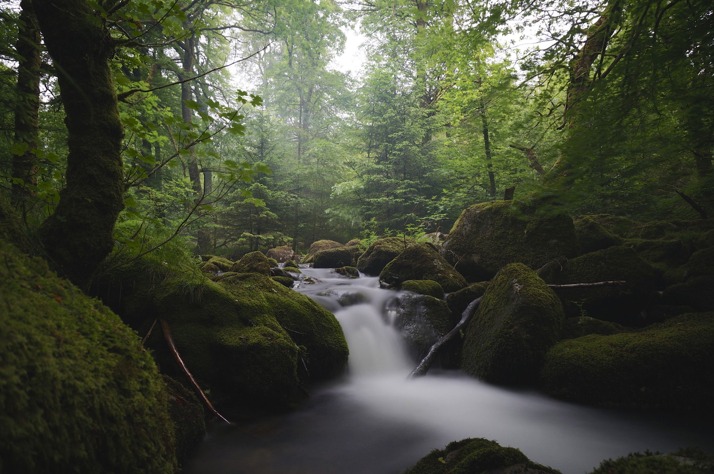 DARTMOOR NATIONAL FOREST | DEVON, ENGLAND